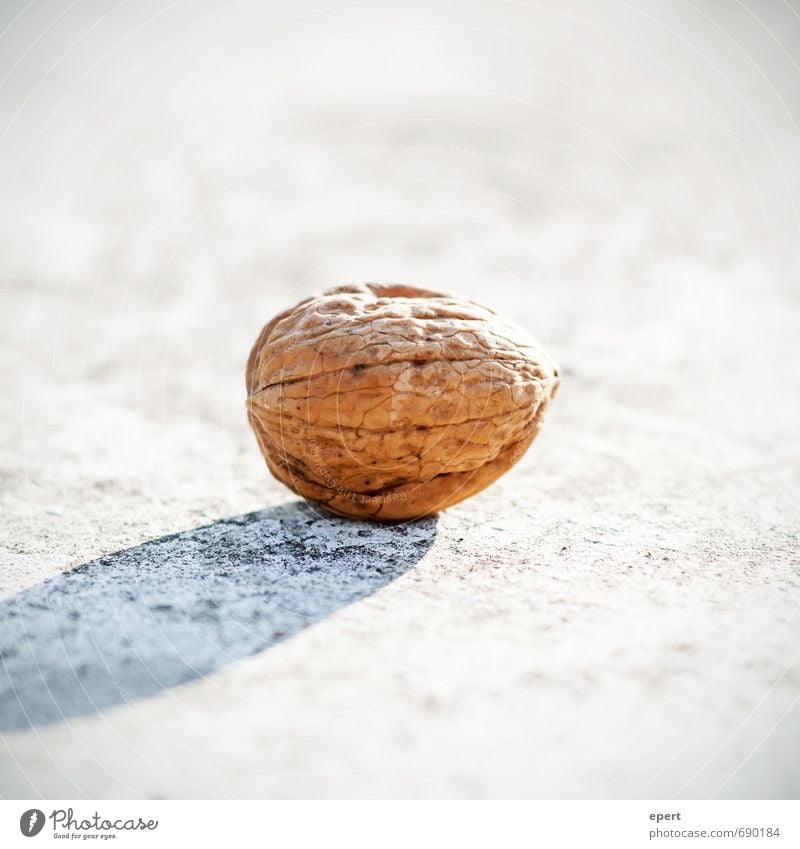 nut Nut Walnut Esthetic Simple Bright Nature Protection Edible Sheath Nutshell Candy Snack Colour photo Exterior shot Close-up Shallow depth of field