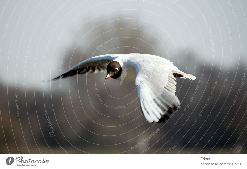 A seagull mid to schworz´n head Nature Animal Sky Wild animal Bird Wing Black-headed Gull Ichthyaetus Seagull Ichthyaetus melanocephalus Plover-like 1 Observe
