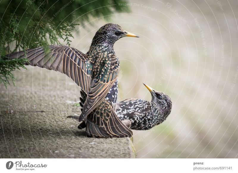airborne Environment Nature Animal Spring Wild animal Bird 2 Gray Green Starling Judder Colour photo Exterior shot Close-up Deserted Copy Space right Day