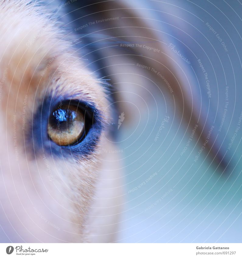 Hundeauge Pet Dog 1 Animal Wild Soft Eyes dogseye Reflection Macro (Extreme close-up) Blue Colour photo Exterior shot Shallow depth of field Looking