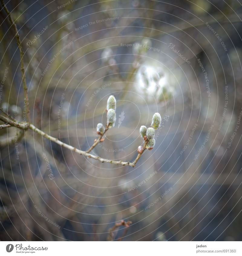 spring light. Group Nature Plant Spring Beautiful weather Bushes Foliage plant Field Illuminate Life Willow-tree Catkin Blur Exterior shot Close-up Deserted