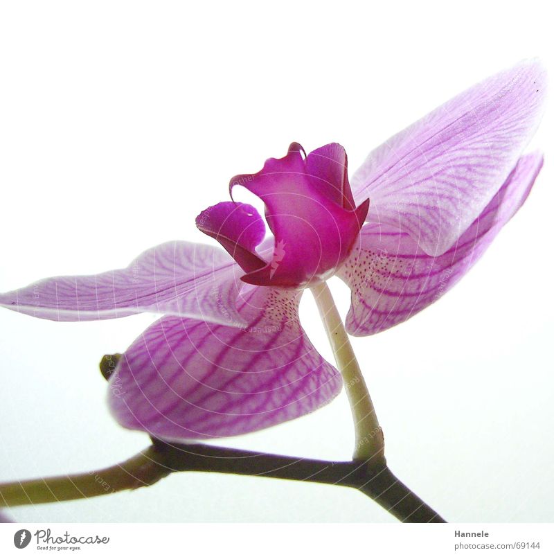 orchdäles colorful2 Orchid Flower Blossom Plant Fragile Delicate Asia Pink Blossoming questionable Bright Nature