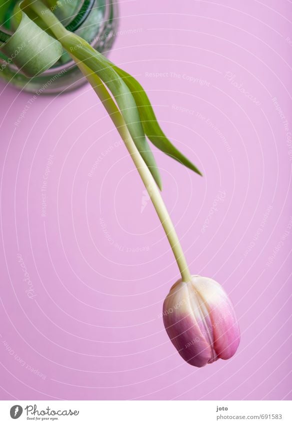 tulip Valentine's Day Mother's Day Birthday Plant Spring Summer Flower Tulip Blossom Blossoming Fragrance Hang Pink Warm-heartedness Beautiful Gift Bouquet