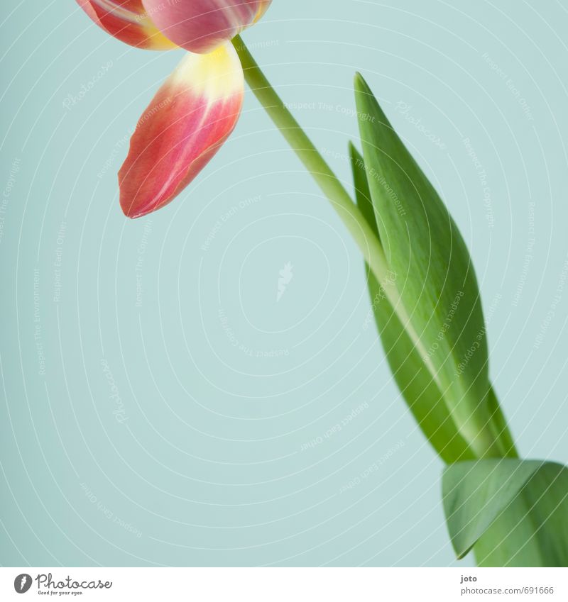 detail II Beautiful Calm Fragrance Summer Decoration Valentine's Day Mother's Day Nature Plant Spring Flower Tulip Blossom Bouquet Blossoming Fresh Modern Red