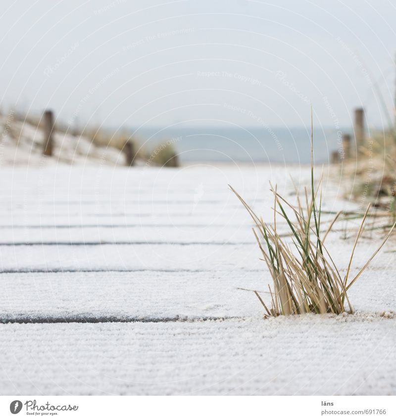 to the sea Vacation & Travel Tourism Trip Beach Ocean Winter Winter vacation Environment Nature Landscape Sand Water Sky Grass Coast Baltic Sea Contentment