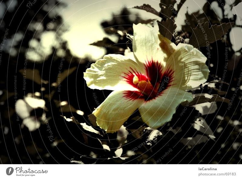 hibiscus in summer Flower Summer Sunbeam Blossom Bushes Hibiscus Physics Patch of colour Light Black & white photo Warmth Garden outside Colour Exterior shot