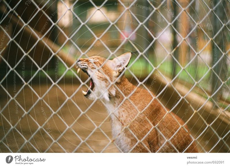 Lynx Summer Zoo Animal Earth Park Wild animal Cat bobcat 1 Aggression Anger Brown Might Animosity savage Roar gnarling Roaring Teeth Colour photo Exterior shot