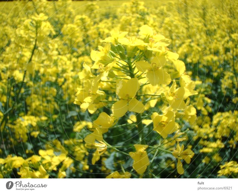 rapeseed Canola Field Yellow
