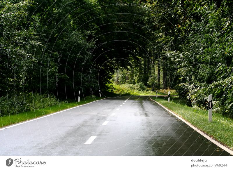 itinerary Damp Tree Forest Bavaria Clearing Tunnel Driving Street Rain drive in Curve Line Organic farming Nature