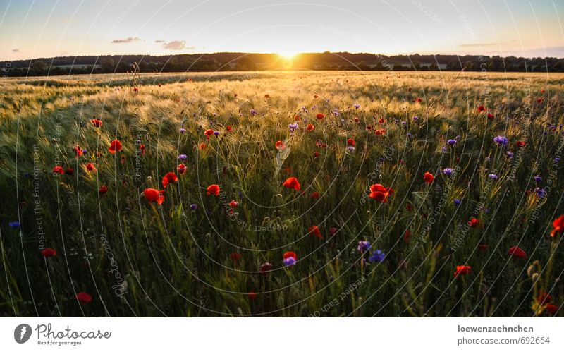 Poppy seed in cornfield Nature Landscape Plant Summer Beautiful weather Agricultural crop Field Blossoming Relaxation To enjoy Dream Fantastic Infinity Natural