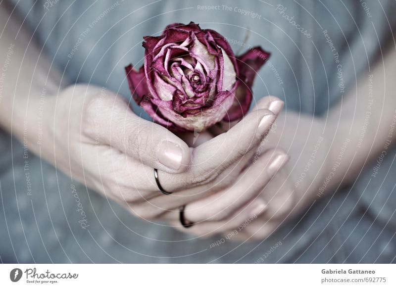 Mittig Flower Beautiful Rose Dry Hand Fingers Serene Lilac Colour photo Exterior shot Shallow depth of field