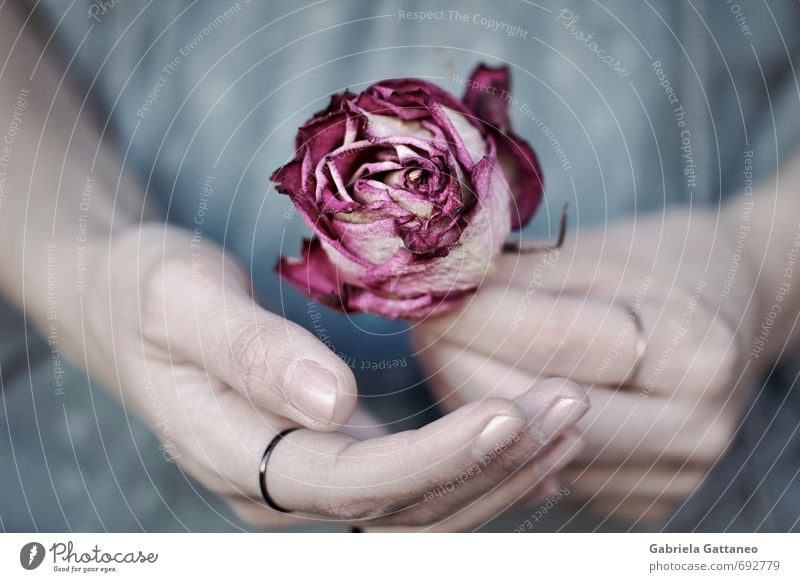 fragile Hand Fingers Blue Pink Rose Withered Shriveled Beautiful Sensitive Colour photo Exterior shot Shallow depth of field