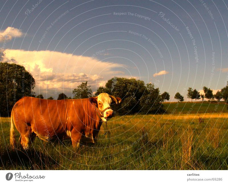 This is the Edith Cow Brown Meadow Milk quota Animal edith Landscape agriculture serves all methane Climate change blind cow known as a colorful cow rubber cow