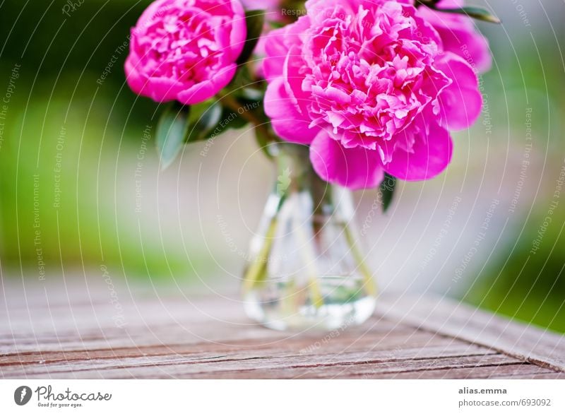 peonies Peony Flower Bouquet Blossom Pink Blossoming Spring Vase Garden Decoration trendy Nature