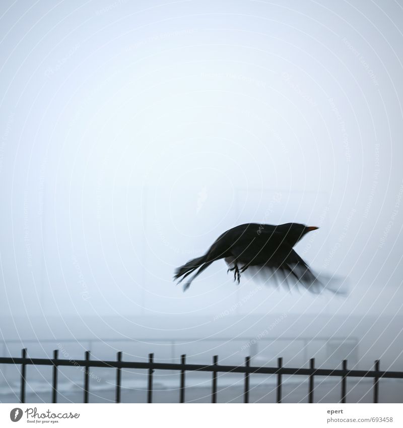 overcoming Animal Bird Wing Crow Blackbird 1 Fence Fog Movement Flying Dark Free Infinity Cold Hope Longing Beginning Loneliness Freedom Ease Border Conquer