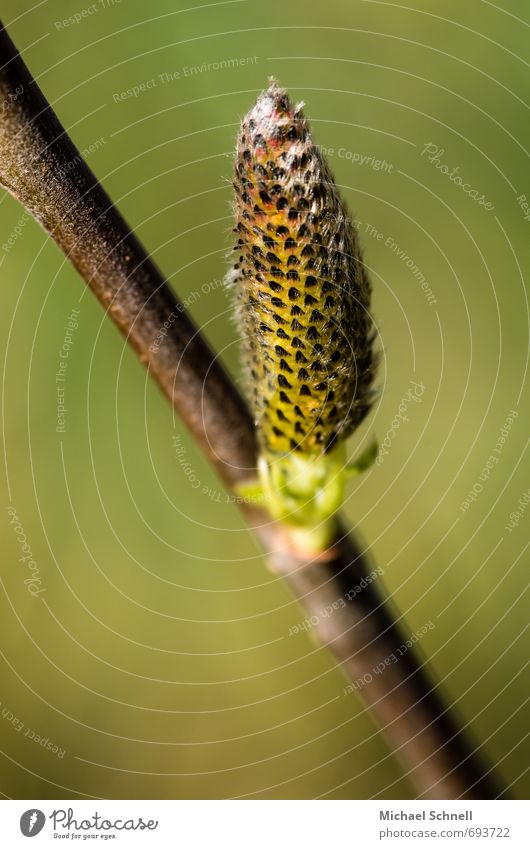 willow catkin Plant Blossom Catkin Meadow Beautiful Natural Green Self-confident Brave Stand Colour photo Close-up