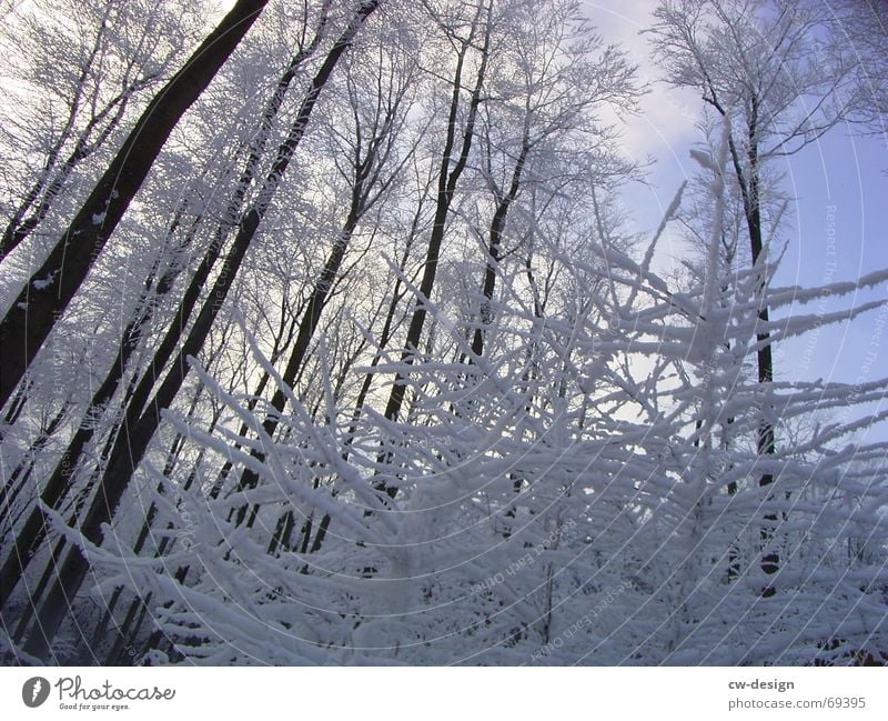 winter landscape I Snow hiking Winter Tree Forest Calm Relaxation Fir tree Sky blue Snowscape White Cold Illuminating Serene Whipped eggwhite Coniferous forest