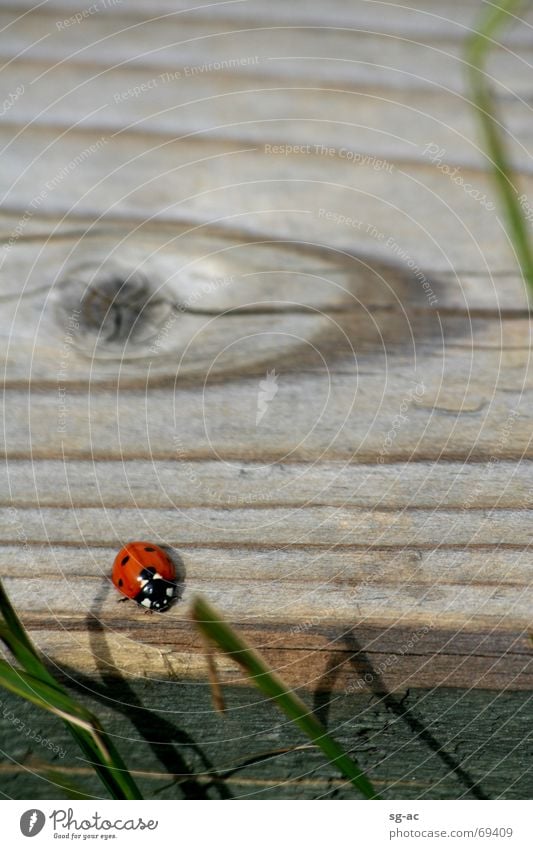 Beetles in the High Fens Ladybird Eifel Wood Wood flour Grass Belgium Animal High Venn Wood grain