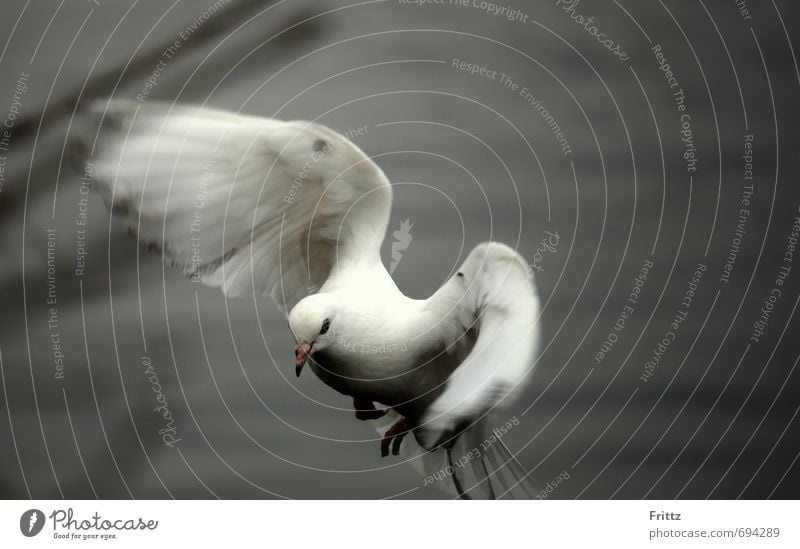 .. to motion .. Nature Animal Wild animal Pigeon Wing 1 Movement Flying Cute Gray White Peaceful white bird white dove flapping one's wings Colour photo