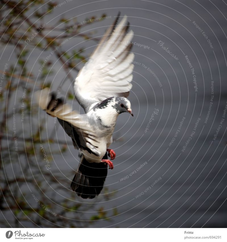 ... like an angel ... Nature Animal Water Wild animal Pigeon Wing 1 Flying Gray Red Black White Peaceful Bird Flight of the birds Colour photo Exterior shot