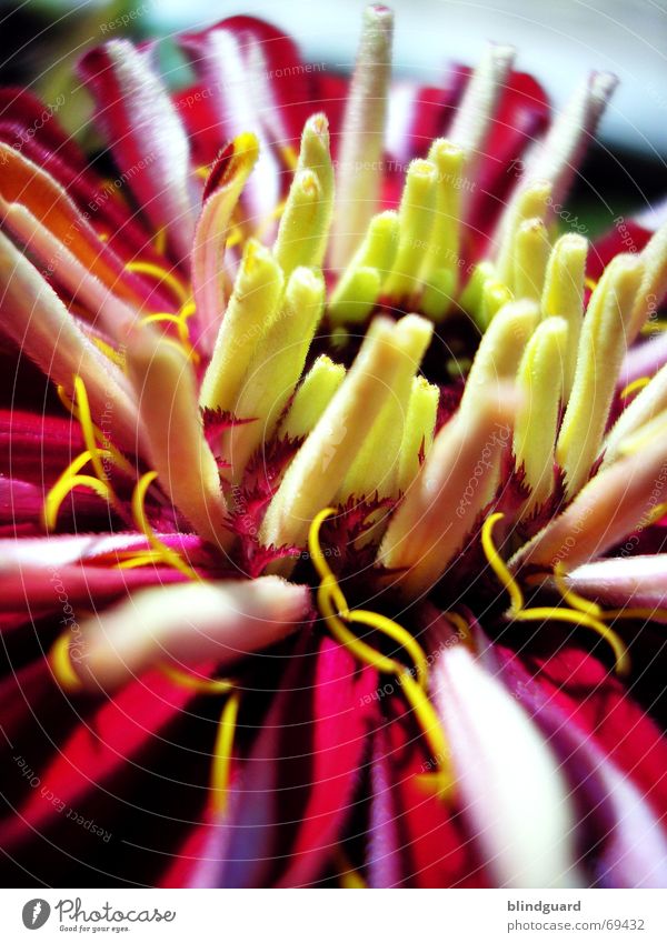 flower emergence Gardener Summer Flower Blossom leave Chinese China Growth Rolled Deploy Yellow Red Macro (Extreme close-up) Near Blossoming Vertical