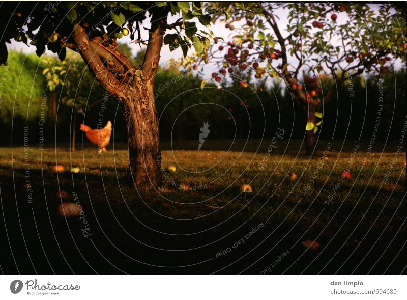 apple Summer Tree Agricultural crop Garden Farm animal Barn fowl 1 Animal Idyll Moody Analog Meadow Windfall Hedge Old Colour photo Exterior shot Deserted