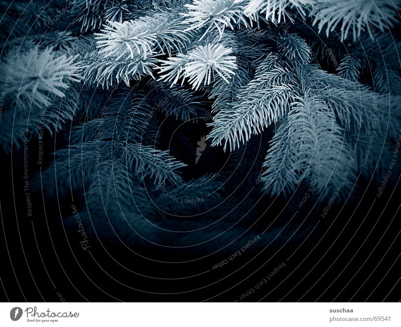 in the dark, blue fir forest Fir tree Coniferous forest Dark Fir branch blue spruce Blue Fir needle Winter Decoration