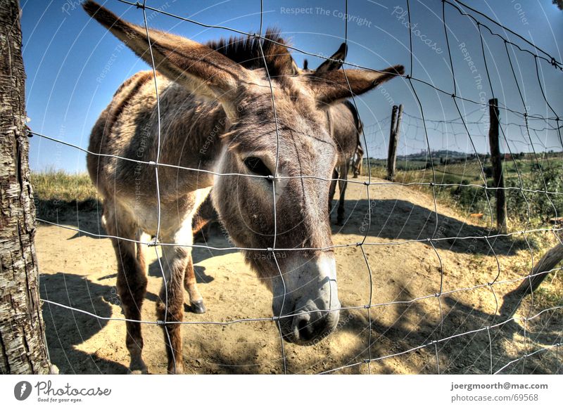 You donkey Animal HDR Fence Vacation & Travel Tuscany Italy Nature Sky Donkey