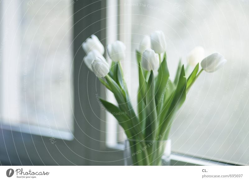 tulips always go Living or residing Flat (apartment) Decoration Room Flower Tulip Leaf Blossom Window Blossoming Bright Beautiful White Joie de vivre (Vitality)
