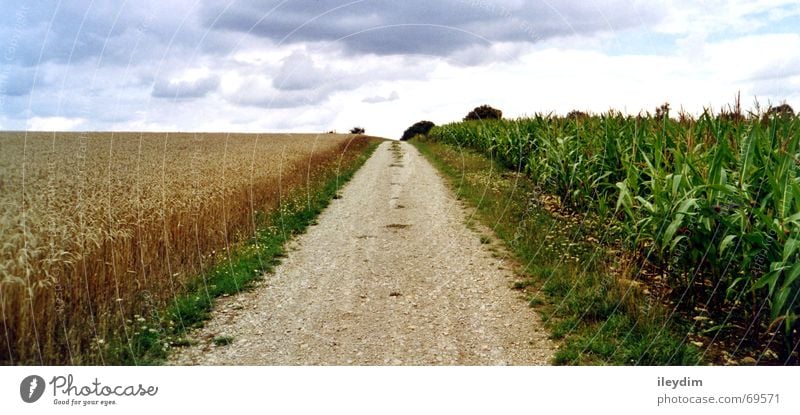Four Clouds 4 Basic Crops Footpath Overland route Tracks Outward Grass In transit Horizon Panorama (View) Grain Lanes & trails Maize Sky Free Freedom