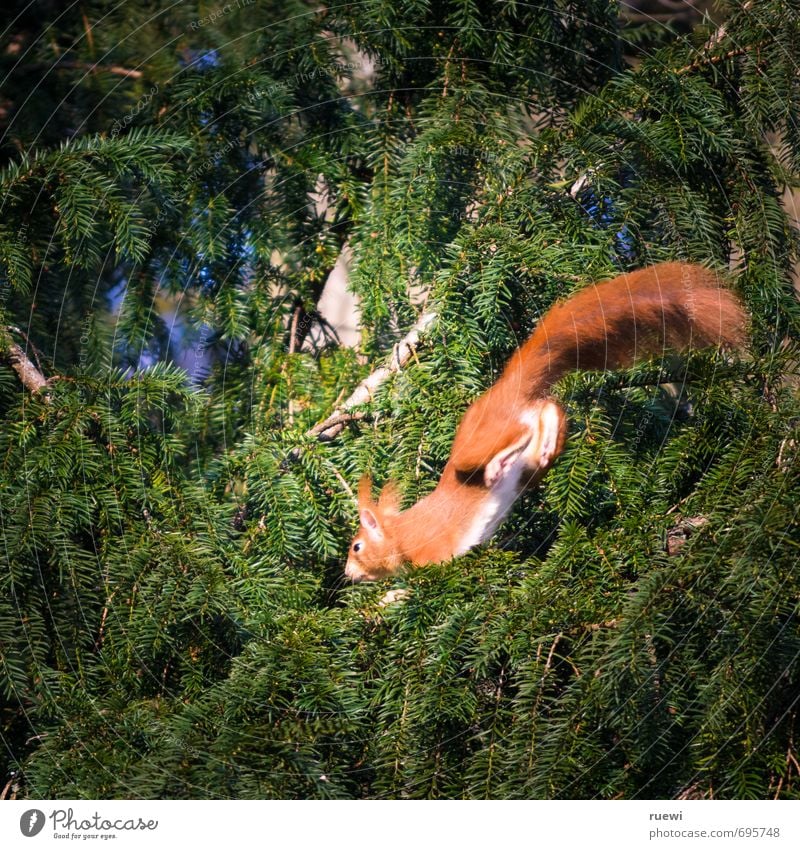 Jumping croissant Environment Nature Animal Spring Summer Tree Foliage plant Garden Park Wild animal Squirrel 1 Wood Flying Running Small Cute Above Brown Green