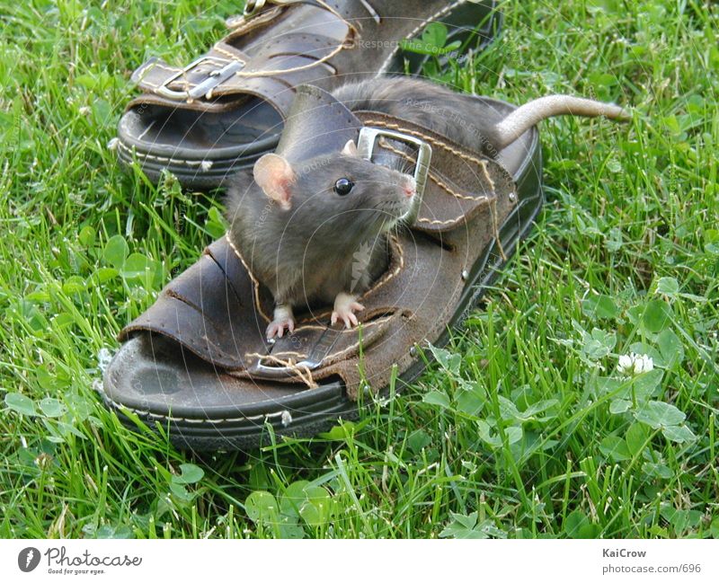 Rat Trinity Mouse