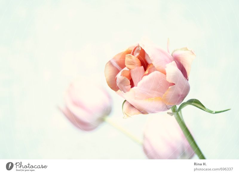 Creamy Flower Tulip Blossoming Esthetic Pink Pastel tone Stalk Art Deserted Copy Space left Copy Space top Copy Space bottom Neutral Background