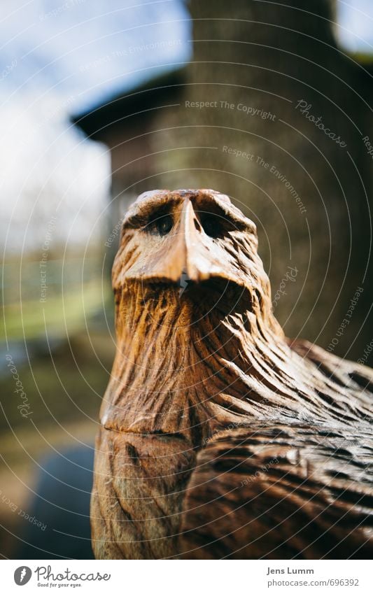 Anchor Man Wood Federal eagle Brown Eagle Figure Looking Perplexed Colour photo Exterior shot Copy Space top Day Shallow depth of field