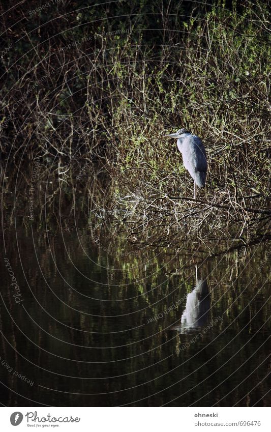 Guardians of the North Animal Bushes Lakeside Wild animal Bird Heron Grey heron 1 Patient Nature Calm Colour photo Exterior shot Copy Space left Copy Space top