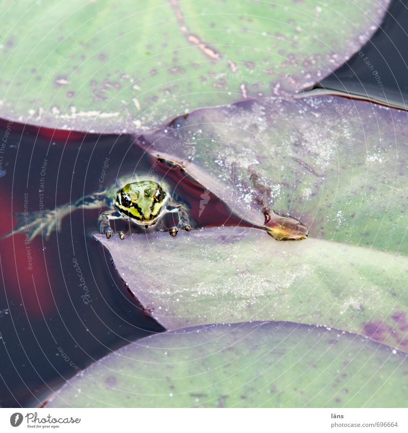 still l no quark Plant Leaf Water lily leaf Garden Pond Observe Curiosity Frog Deserted