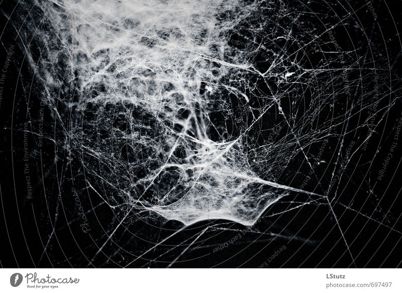 spiders web . 02 Nature Spider Esthetic Threat Dark Creepy Blue Gray Black White Fear Fear of death Cold Surrealism Symmetry Spider's web Colour photo