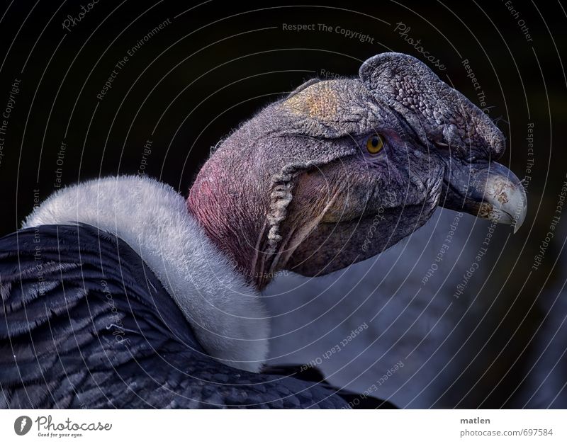 dignified Animal Bird Animal face 1 Gray Pink White Vulture Collar Colour photo Subdued colour Exterior shot Deserted Day Portrait photograph Animal portrait