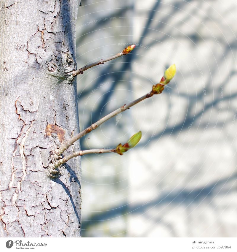 branches Environment Nature Beautiful weather Tree Bud Chestnut tree Garden Wall (barrier) Wall (building) Blossoming Yellow Gray Green Shadow Shadow play