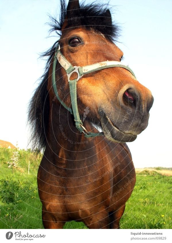 little horse Horse Halter Goggle eyes Meadow Mane Sky Looking Eyes