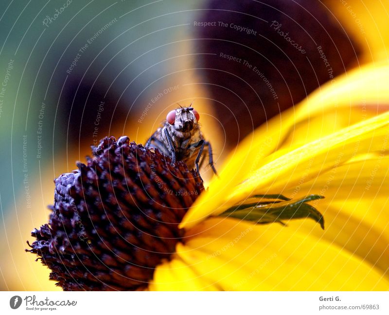it's a fly Insect Relaxation Sleep Flower Animal Yellow Blossom Blossom leave Sunhat Fly Bud Nature background blur Flying