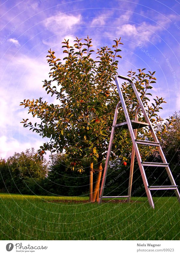 The fruits of work Work and employment Tree Clouds Aluminium Footstep Wood Apple Lawn Sky Ladder Harvest Tree trunk Nutrition Shadow