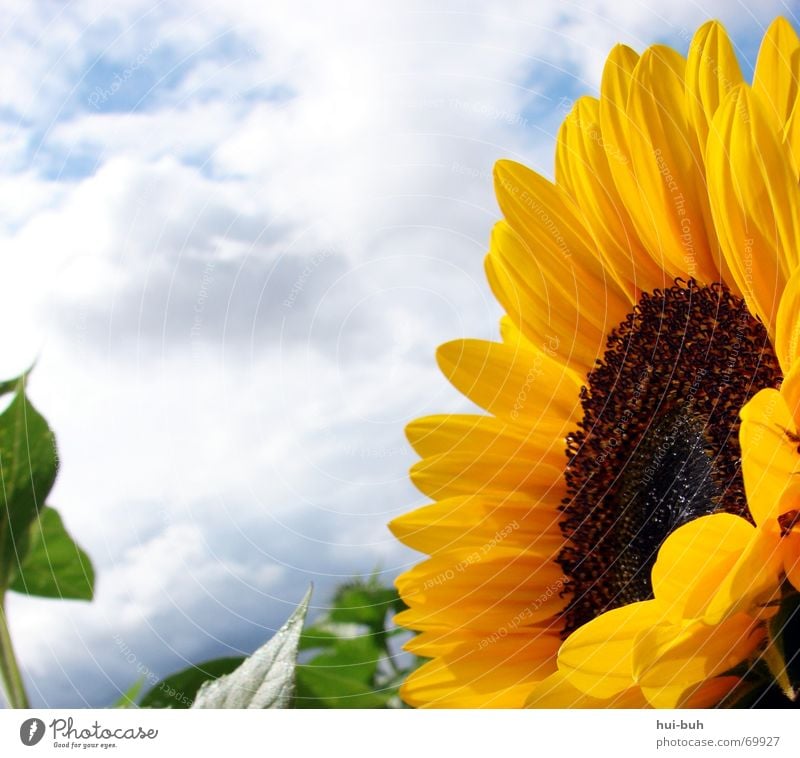 the flower `gen sun Plant Flower Field Sunflower Clouds Bad weather Blossom Bee Green Might Strong Large Beautiful Cut Nature Sky Seed Pollen pollination Circle