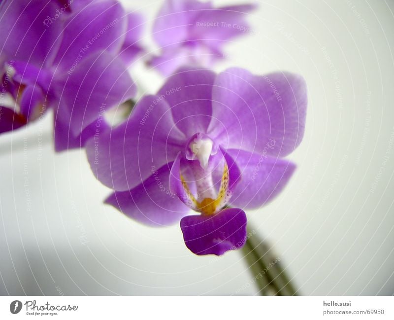 orchid Flower Orchid Violet Blossom Nature risp Close-up Digital photography