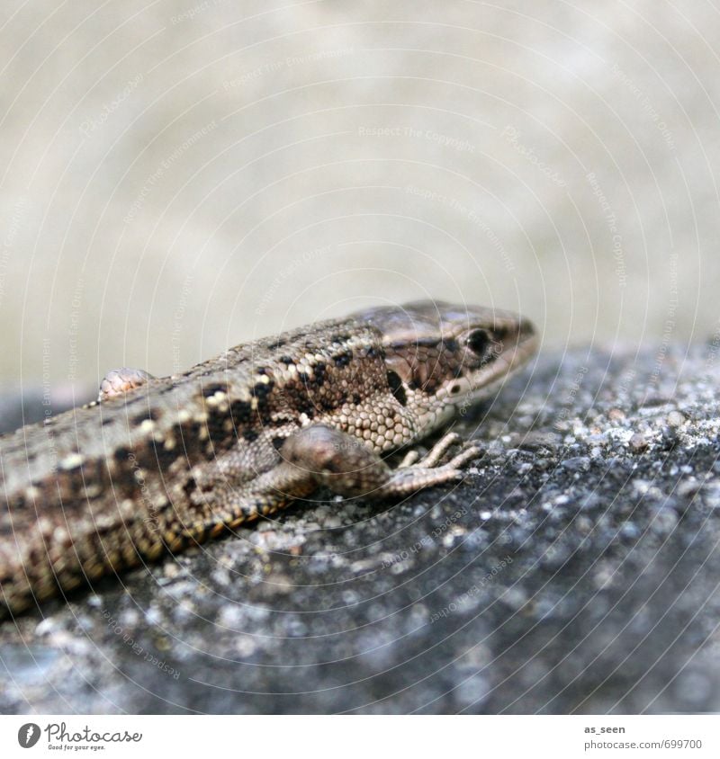 sand lizard Environment Nature Animal Spring Summer Climate Wild animal Animal face Scales Claw Zoo Aquarium Lizards 1 Stone Touch Movement Crouch Crawl Sit