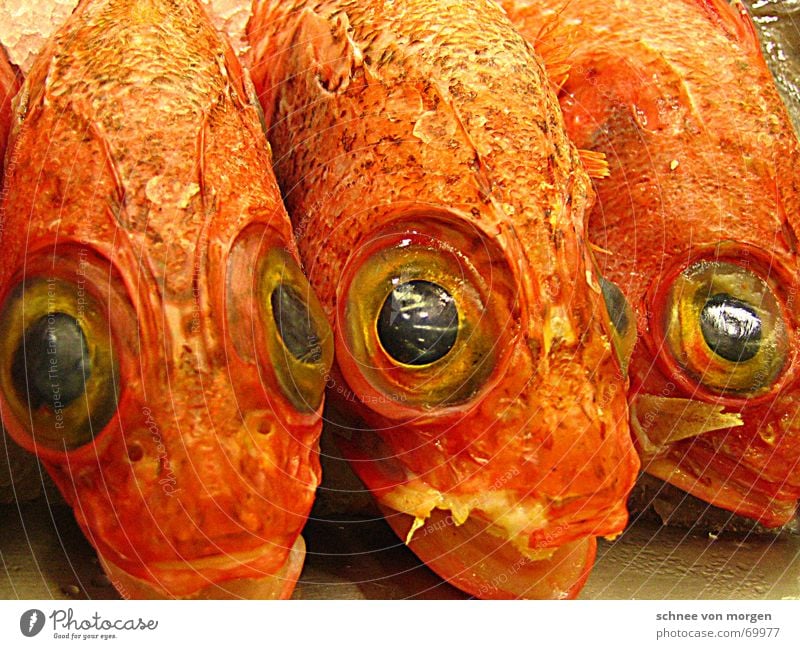 Attentive Eyes Seafood Fish market Basque Country Bilbao Looking Spain Smoothness Fresh Silent Watchfulness Vacation & Travel Europe Coast Watercraft Grief