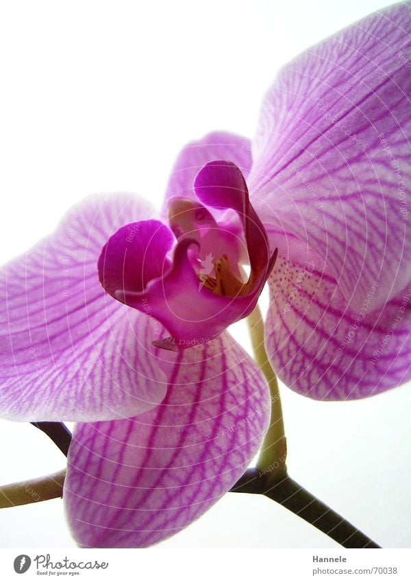 orchid colored 3 Orchid Flower Blossom Plant 2 Fragile Delicate Asia Pink Blossoming questionable Bright Nature