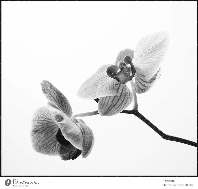 orchid valley 4 Orchid Flower Blossom Plant 2 Black White Fragile Delicate Asia Blossoming Black & white photo questionable Bright Nature