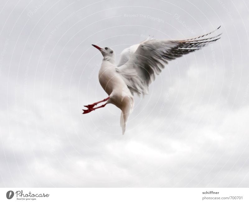 ...and roll backwards! Animal Wild animal Bird 1 Flying Catch Acrobatic Acrobatics Wing Seagull Gull birds Coil Stretching Outstretched Clouds in the sky Sky