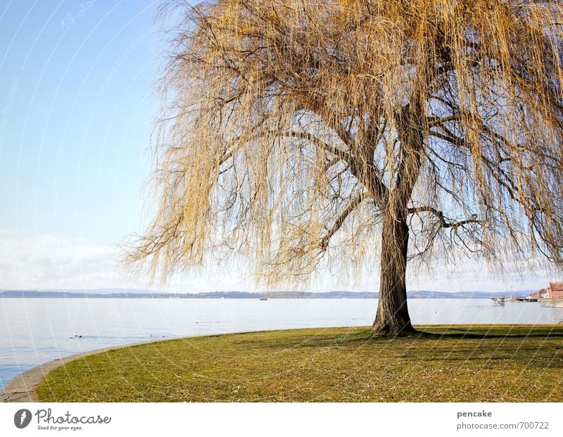 springtime parametta Nature Landscape Spring Park Lakeside Lake Constance Sign Esthetic Weeping willow Tinsel Golden yellow Tree Individual Colour photo